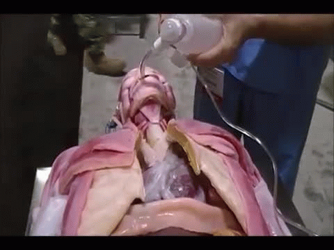 SynDaver Prototype SynDaver Prototype