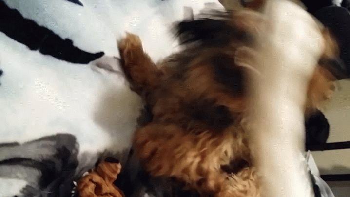 Vicious Dog Fight Captured! Oh My! Vicious Dog Fight Captured! Oh My!