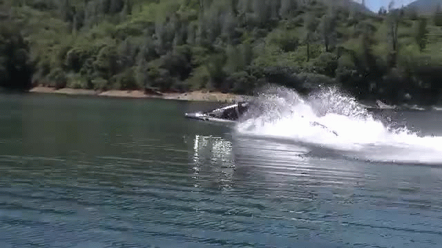 Whiskeytown Blue Tiger Shark and Dolphin Whiskeytown Blue Tiger Shark and Dolphin