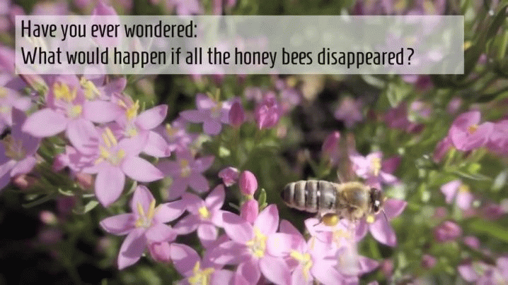 Why Bee Free Honee