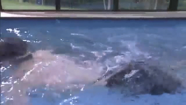 Endless Pools Endless Pools