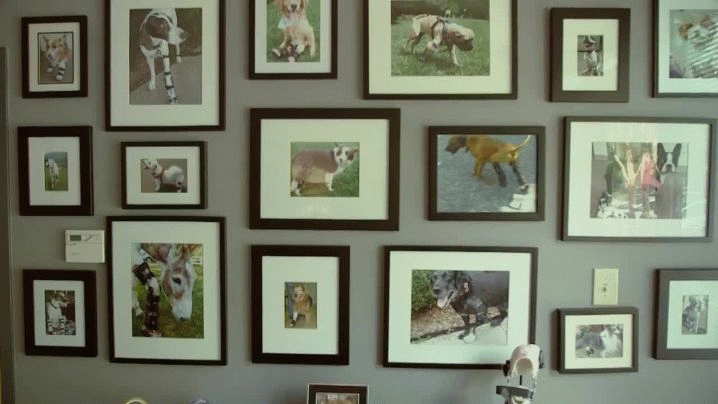 Animal Orthocare Animal Orthocare