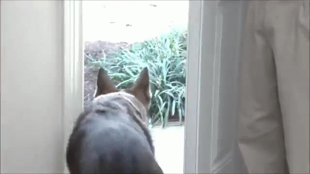 PetSafe Passport Selective Electronic Dog Door