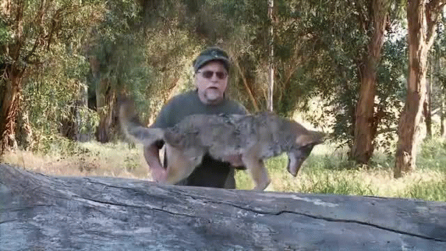 Ojai Valley Taxidermy