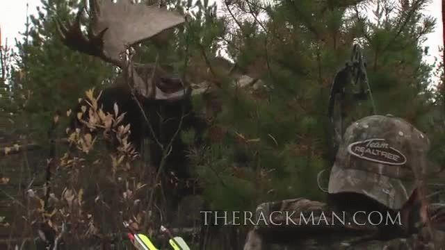 World Record Moose Shot-Bow&Arrow World Record Moose Shot-Bow&Arrow