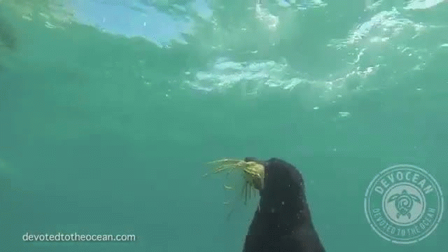 Dog Dives for Lobster