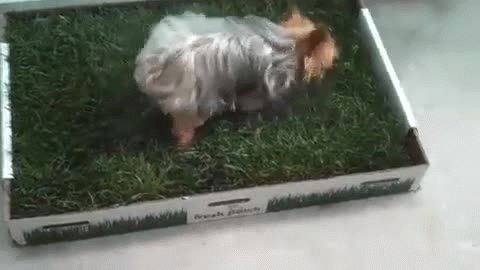 Fresh Patch Dog Potty Fresh Patch Dog Potty