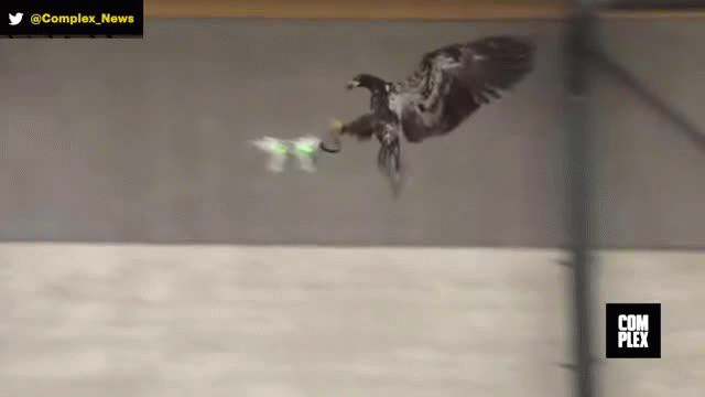 Eagles Trained to Hunt Drones Eagles Trained to Hunt Drones