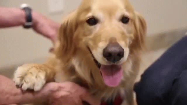 Eye Care for Animals National Service Animal Eye Exam