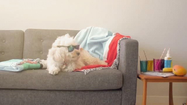 GPS & LED light-up dog collar by Squeaker!