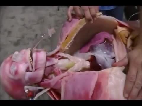 SynDaver Prototype SynDaver Prototype
