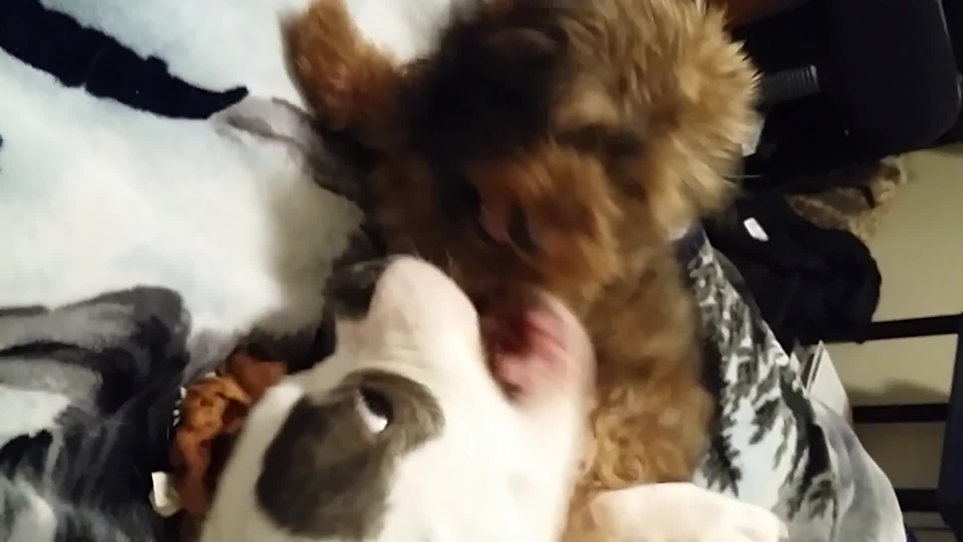 Vicious Dog Fight Captured! Oh My! Vicious Dog Fight Captured! Oh My!