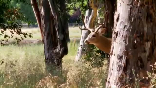 Ojai Valley Taxidermy