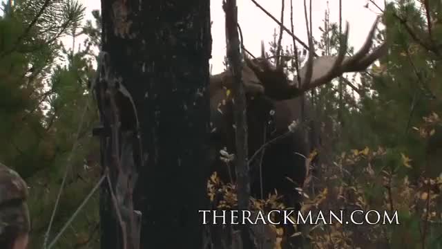 World Record Moose Shot-Bow&Arrow World Record Moose Shot-Bow&Arrow