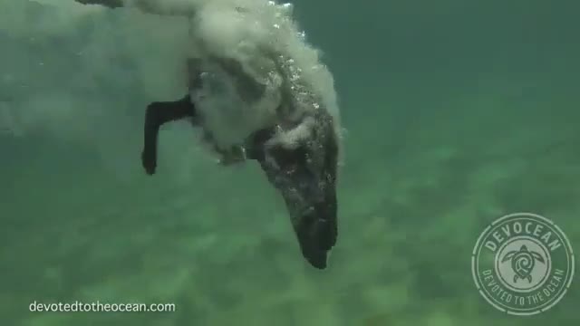 Dog Dives for Lobster