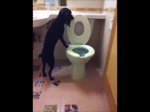 Dog uses the toilet and flushes it