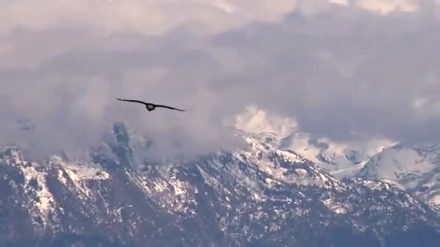 Soaring Eagle Fishing and Adventures