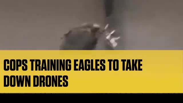 Eagles Trained to Hunt Drones Eagles Trained to Hunt Drones