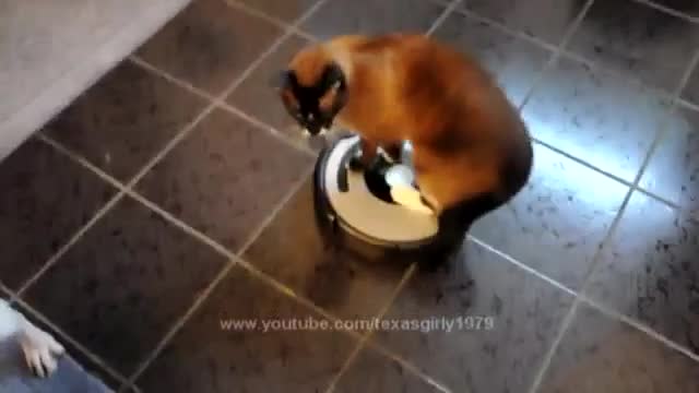 Roomba Cat Vs. Dog