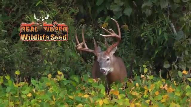 Boom or Bust 2015 Deer Hunt