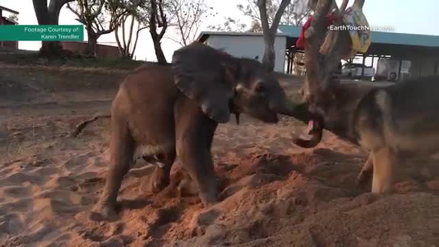 Rescued baby ellie beats the odds with the help of his canine companion Rescued baby ellie beats the odds with the help of his canine companion