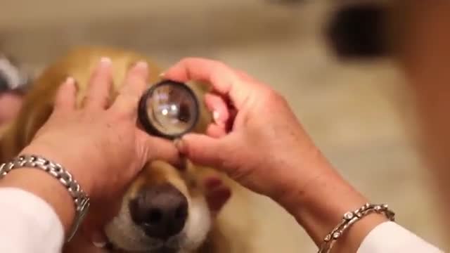 Eye Care For Animals National Service Animal Eye Exam Blurbsurfer