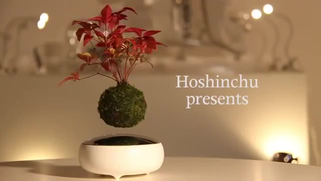 Floating Bonsai Tree