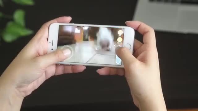 PlayDate | World's First Pet Camera in a Smart Ball PlayDate | World's First Pet Camera in a Smart Ball