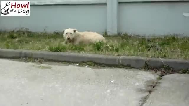 Scared Homeless Dog Has the Rescue of a Lifetime Scared Homeless Dog Has the Rescue of a Lifetime