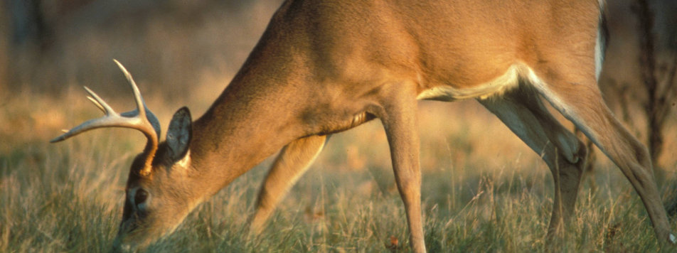 Types of Deer Hunting Stands
